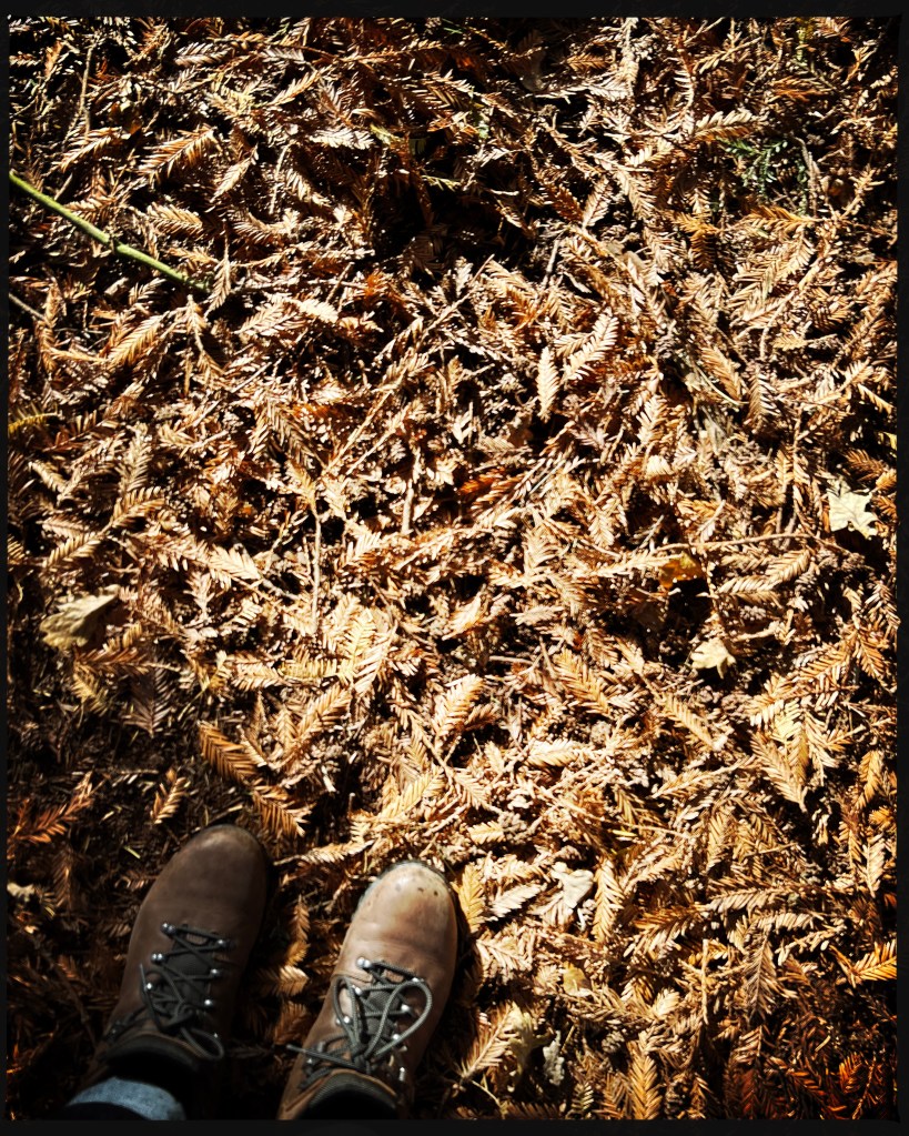 brown leaves on the floor with walking boots in the corner of the image