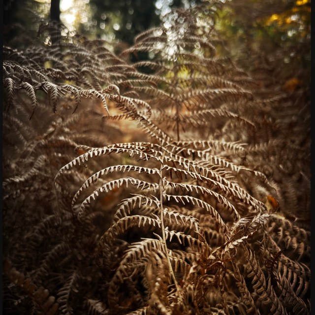 brown fern in autumn