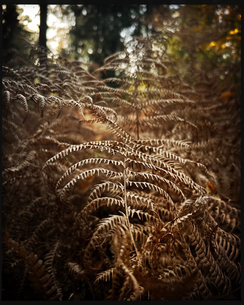 brown fern in autumn